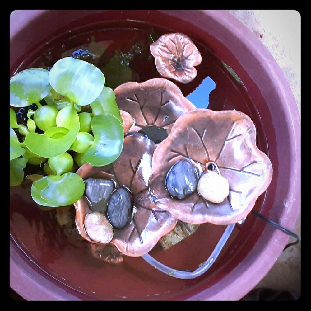 Custom watergarden with plant an pump